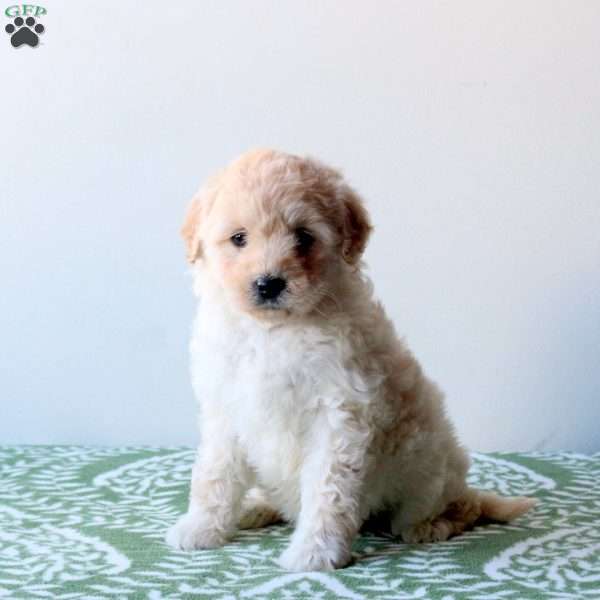 Willow, Mini Goldendoodle Puppy