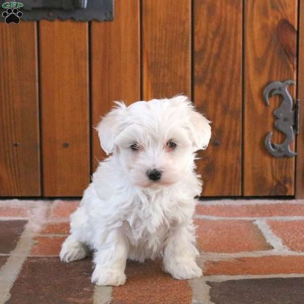 Willow, Maltipoo Puppy