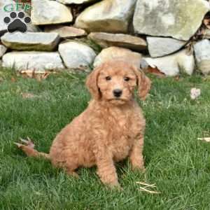 Willow, Mini Goldendoodle Puppy