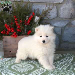 Willow, Samoyed Puppy