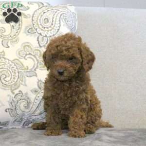 Willow, Cavapoo Puppy