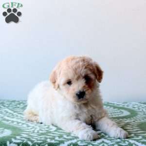 Willow, Mini Goldendoodle Puppy