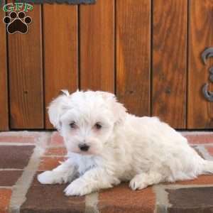 Willow, Maltipoo Puppy