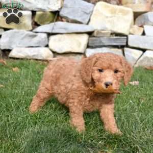 Willow, Mini Goldendoodle Puppy