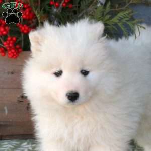 Willow, Samoyed Puppy
