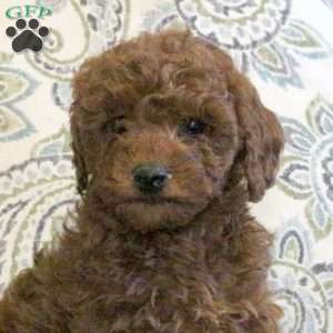 Willow, Cavapoo Puppy