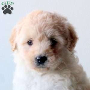 Willow, Mini Goldendoodle Puppy