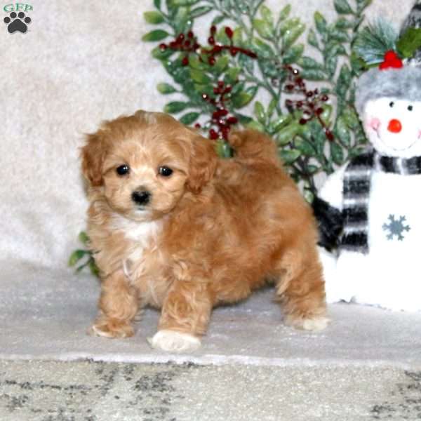 Willow, Maltipoo Puppy