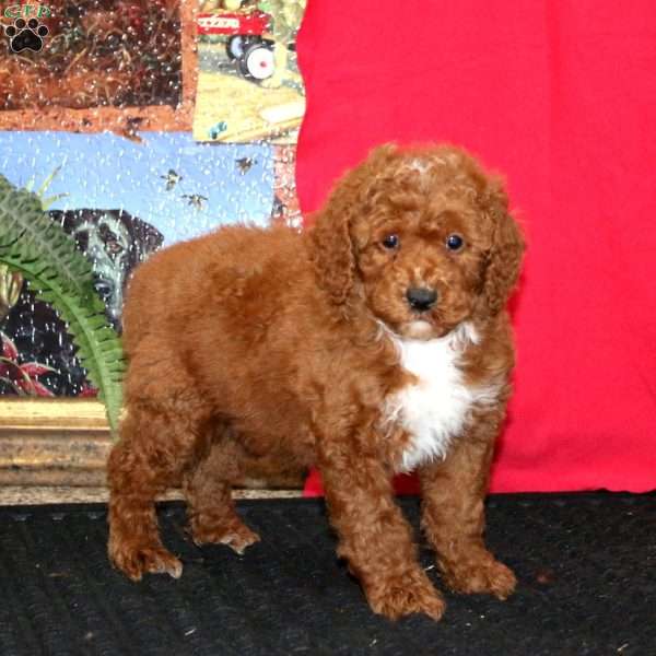 Willow, Miniature Poodle Puppy