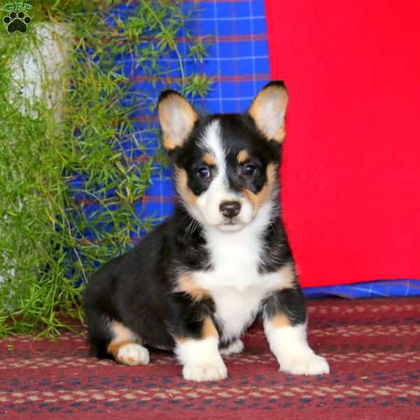 Willow, Pembroke Welsh Corgi Puppy