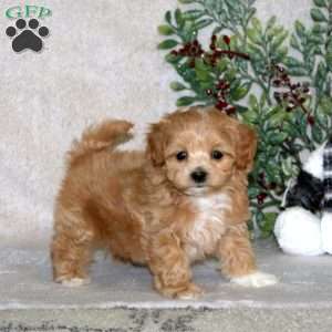Willow, Maltipoo Puppy