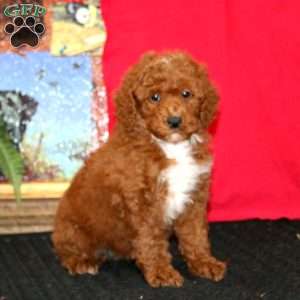 Willow, Miniature Poodle Puppy