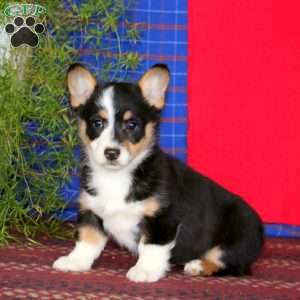 Willow, Pembroke Welsh Corgi Puppy