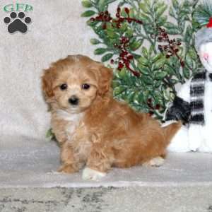 Willow, Maltipoo Puppy