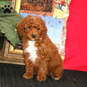 Willow, Miniature Poodle Puppy