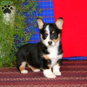 Willow, Pembroke Welsh Corgi Puppy