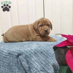 Willow, Fox Red Labrador Retriever Puppy
