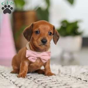 Willow, Dachshund Puppy