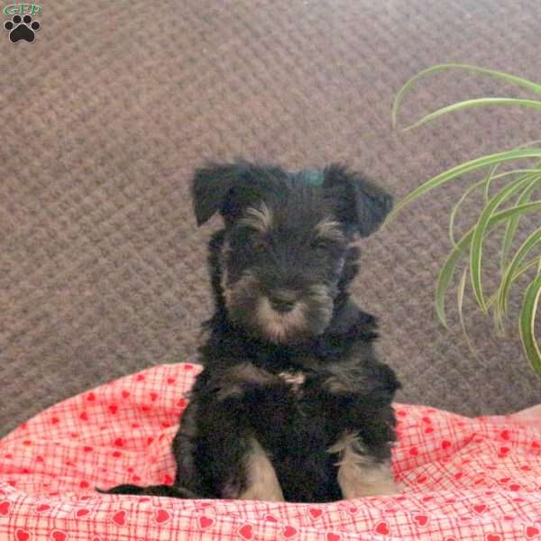 Wilma, Miniature Schnauzer Puppy