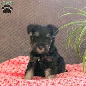 Wilma, Miniature Schnauzer Puppy