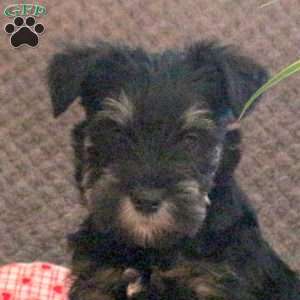 Wilma, Miniature Schnauzer Puppy