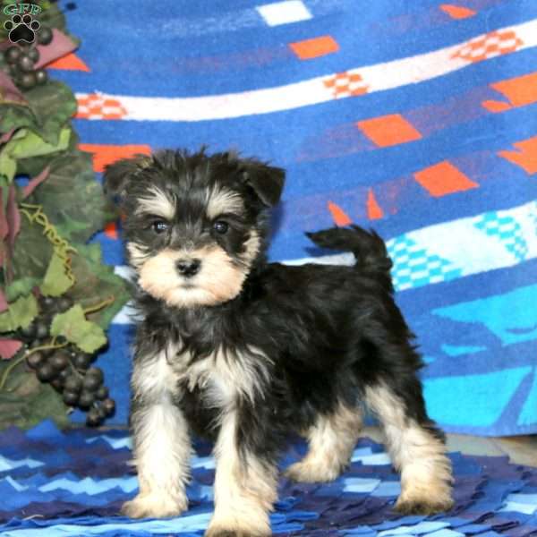 Wilma, Miniature Schnauzer Puppy