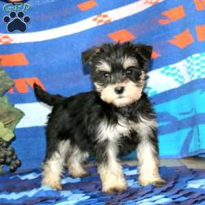 Wilma, Miniature Schnauzer Puppy