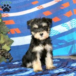 Wilma, Miniature Schnauzer Puppy
