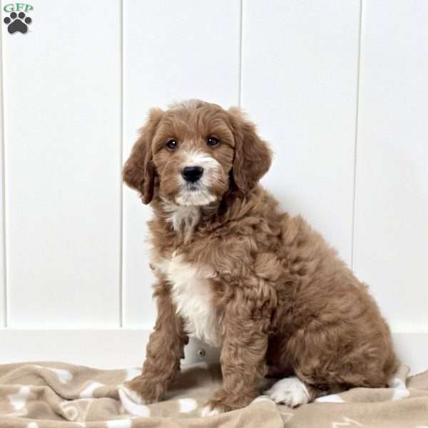 Winchester, Mini Goldendoodle Puppy