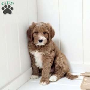 Winchester, Mini Goldendoodle Puppy