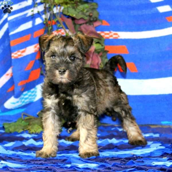 Winkles, Miniature Schnauzer Puppy