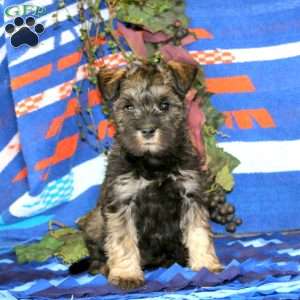 Winkles, Miniature Schnauzer Puppy