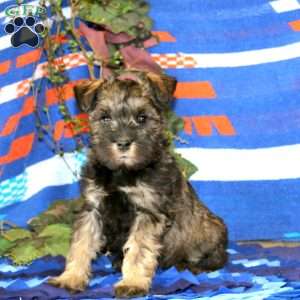 Winkles, Miniature Schnauzer Puppy