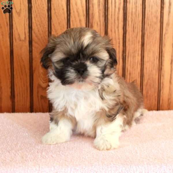 Winnie, Shih Tzu Puppy