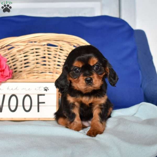 Winnie, Cavalier King Charles Spaniel Puppy