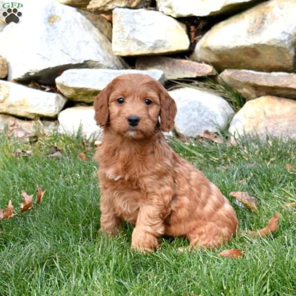 Winnie, Mini Goldendoodle Puppy