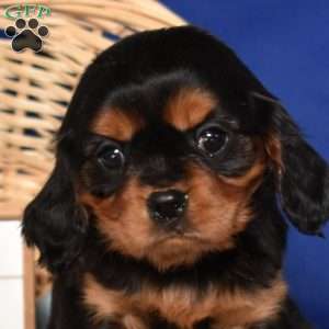 Winnie, Cavalier King Charles Spaniel Puppy