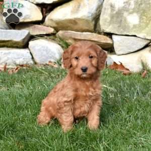 Winnie, Mini Goldendoodle Puppy