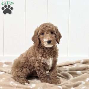 Winnie, Mini Goldendoodle Puppy