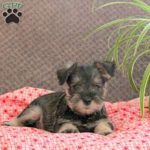 Winnie, Miniature Schnauzer Puppy