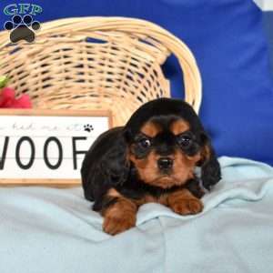 Winnie, Cavalier King Charles Spaniel Puppy