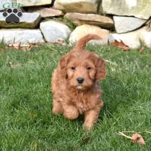 Winnie, Mini Goldendoodle Puppy