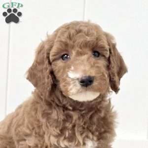 Winnie, Mini Goldendoodle Puppy