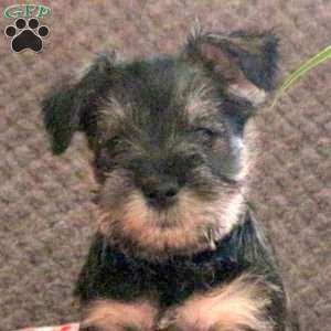 Winnie, Miniature Schnauzer Puppy