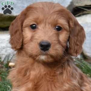 Winnie, Mini Goldendoodle Puppy