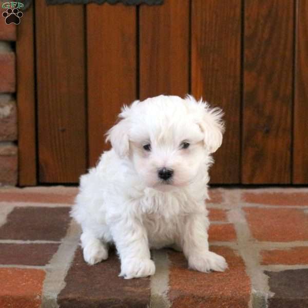 Winston, Maltipoo Puppy