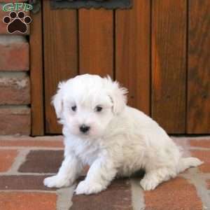 Winston, Maltipoo Puppy
