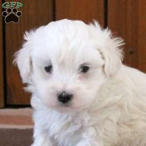 Winston, Maltipoo Puppy
