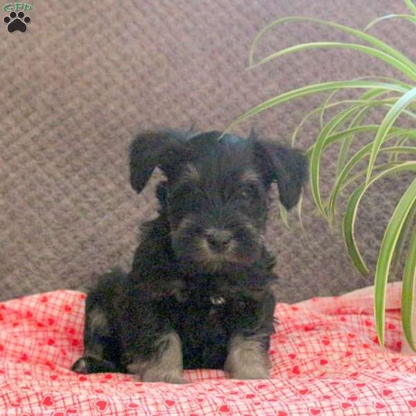 Wobbles, Miniature Schnauzer Puppy