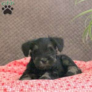 Wobbles, Miniature Schnauzer Puppy